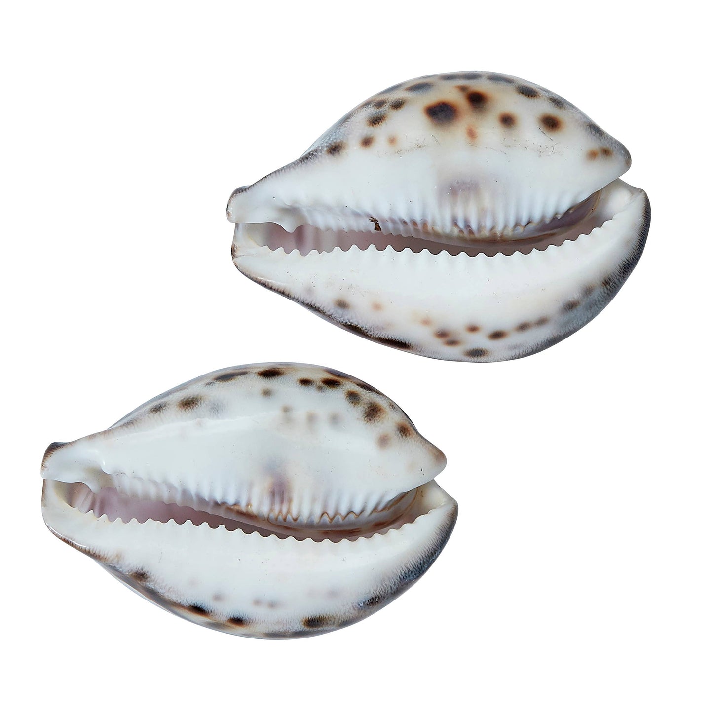 "LIFE'S A BEACH" Carved Cowrie