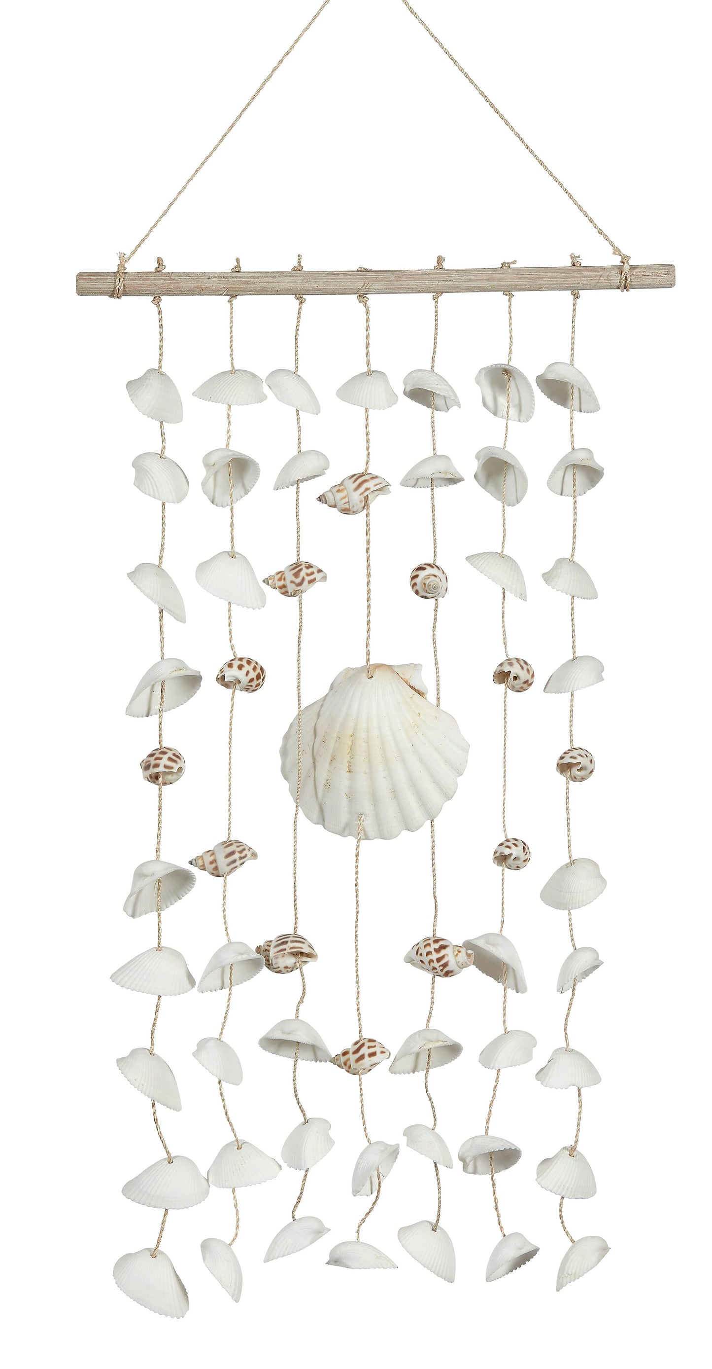 Ark & Irish Deep Shells on Driftwood Hanger 10x18"
