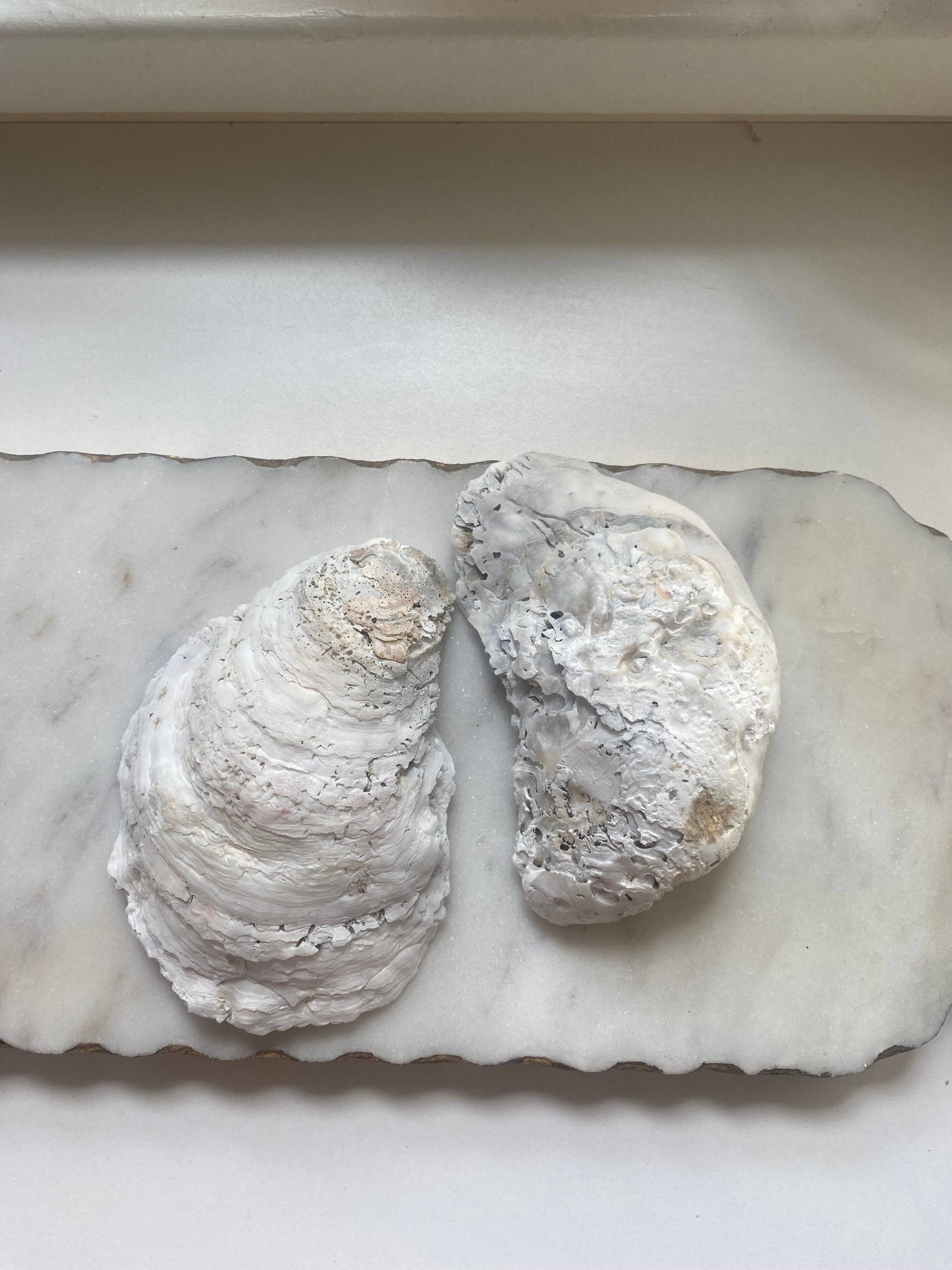 Blue Seashell Print Oyster Jewelry Dish